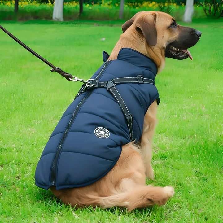Grote bruine hond zit op het gras in een marineblauwe gewatteerde jas met tuig en lijn aan de ring. 2