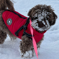 Bruine hond met sneeuw op snuit en poten in een rode gewatteerde jas met tuig en roze lijn. 11