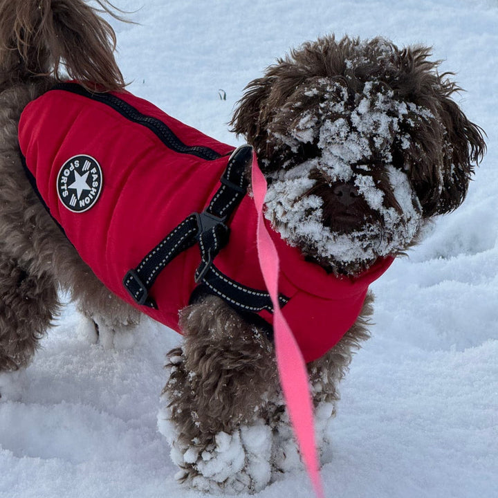 Bruine hond met sneeuw op snuit en poten in een rode gewatteerde jas met tuig en roze lijn. 11