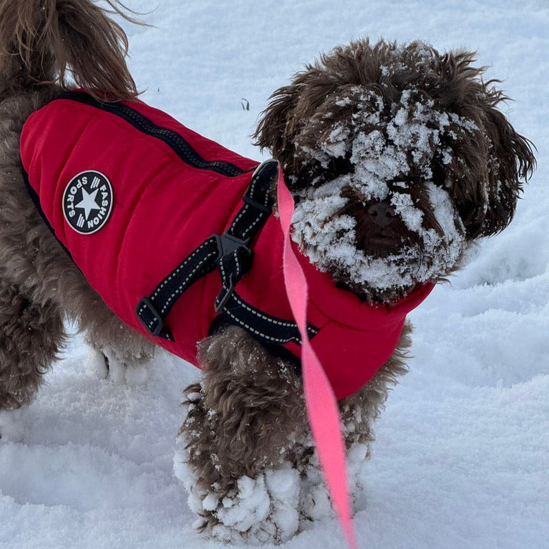 Bruine hond met sneeuw op snuit en poten in een rode gewatteerde jas met tuig en roze lijn. 11