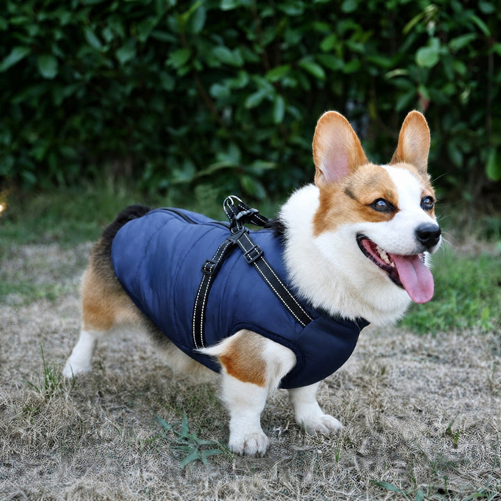 Corgi staat buiten in een marineblauwe gewatteerde jas met reflecterend tuig over de rug. 3