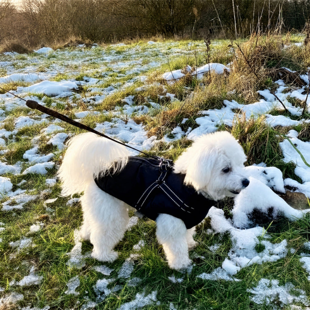 Witte hond in een zwarte gewatteerde jas met tuig en lijn op een grasveld met sneeuwresten. 13
