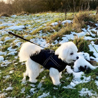Witte hond in een zwarte gewatteerde jas met tuig en lijn op een grasveld met sneeuwresten. 13