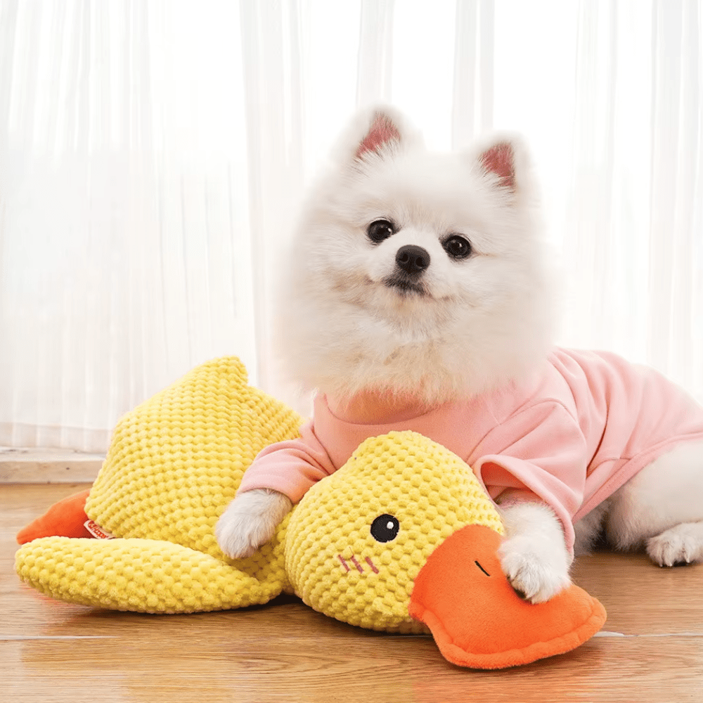 Witte pomeranian in roze trui ligt met zijn poot op de gele pluchen eend 2