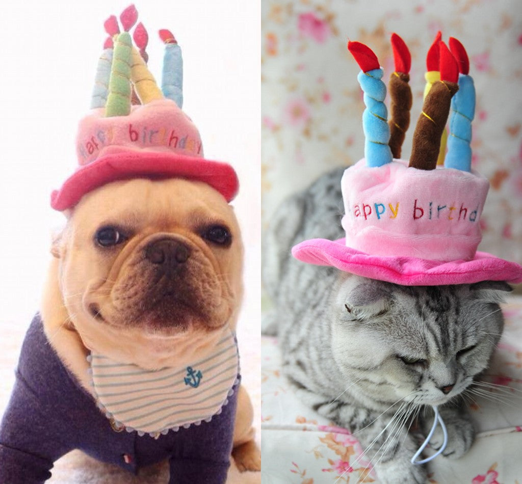 Geburtstagshut für Hunde und Katzen - PartyPaws