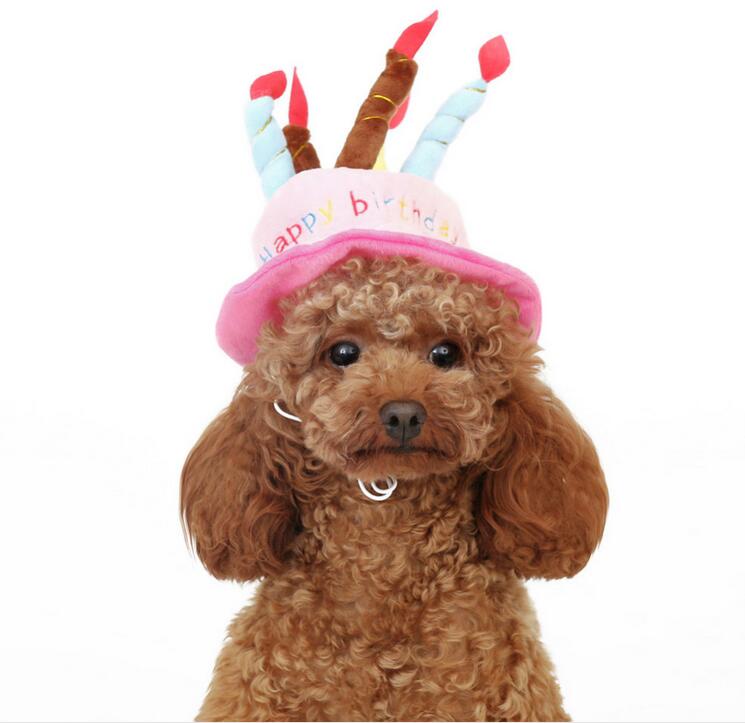 Geburtstagshut für Hunde und Katzen - PartyPaws