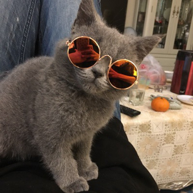 Trendy Kattenzonnebril - KittyShades