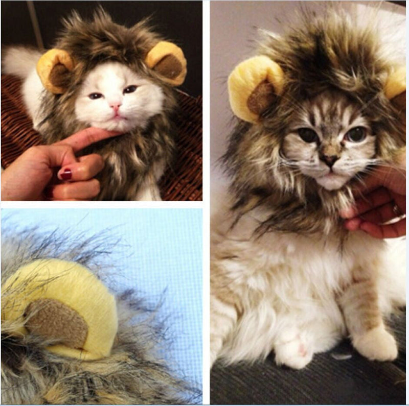 Löwenmähne für deine Katze - LionPaws