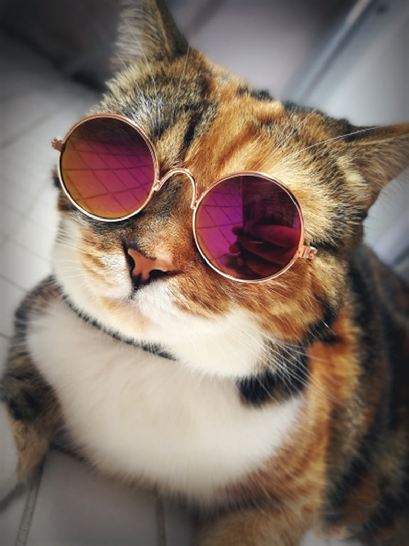 Trendy Kattenzonnebril - KittyShades