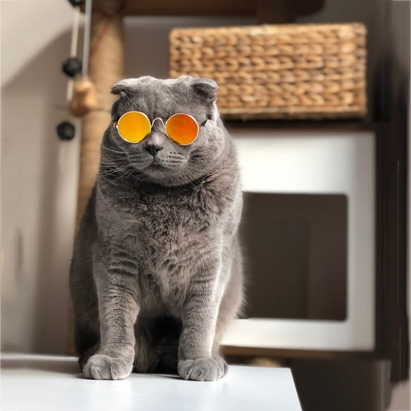 Trendy Kattenzonnebril - KittyShades